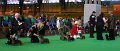 Crufts2010 246